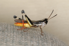 Macrotona australis