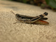 Macrotona securiformis