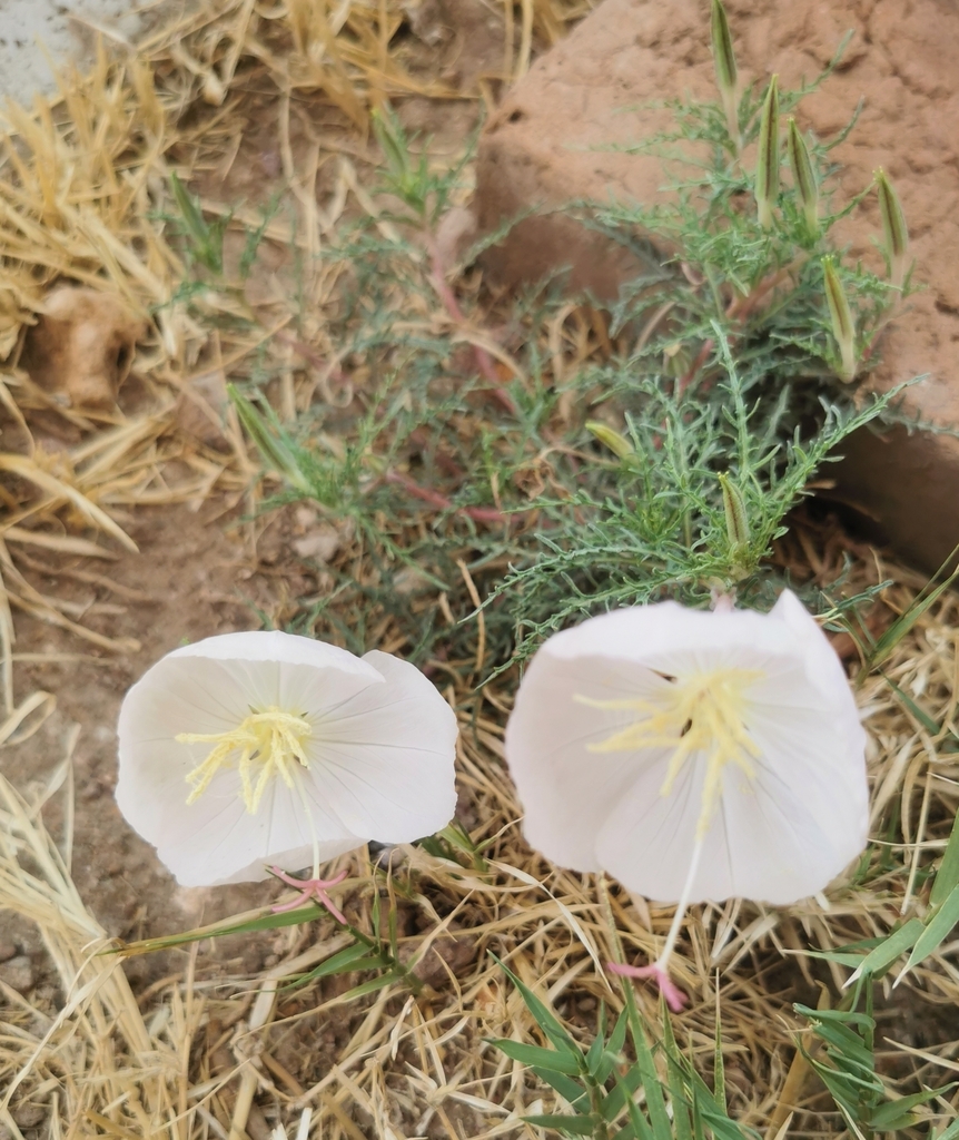 Oenothera dissecta
