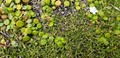 Zoysia minima