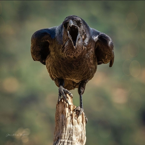 Cuervo grande (Corvus corax)