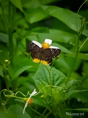 Mooreana trichoneura
