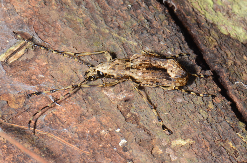 Megax goliathus