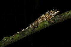 Cardamom Mountain Horned Agamid photo 3