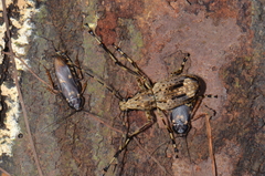 Megax goliathus