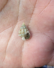 Phrontis nassiformis