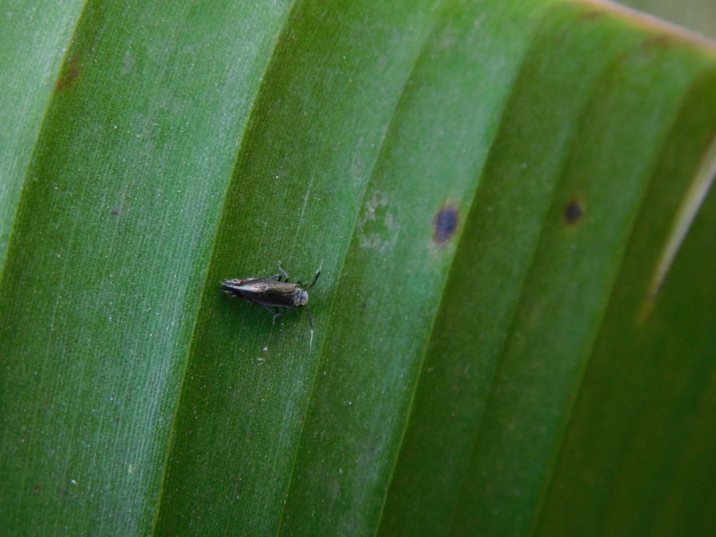 Dypsocus coleoptratus from Jatinangor, Sumedang Regency, West Java ...