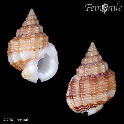 Phrontis nassiformis