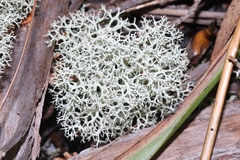 Cladonia confusa