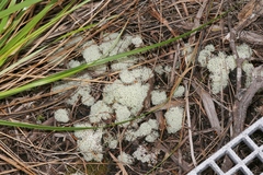 Cladonia confusa