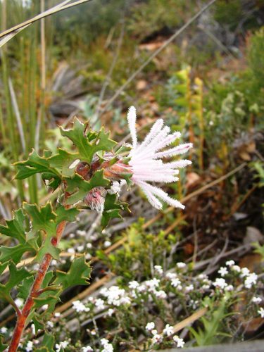 Image of Isopogon baxteri by (c) Tony Rebelo, some rights reserved (CC BY-SA)