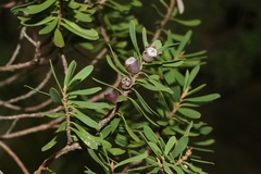 Leptospermum glaucescens