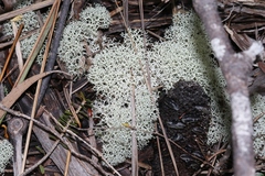 Cladonia confusa