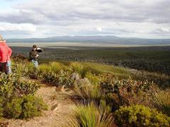 Xanthorrhoea platyphylla
