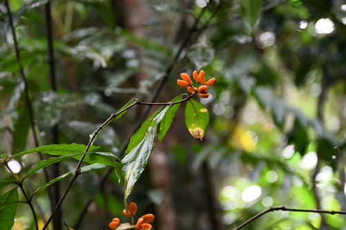Image of Pittosporum rubiginosum by (c) Thomas Mesaglio, some rights reserved (CC BY)