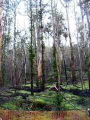 Eucalyptus diversicolor