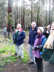 Eucalyptus diversicolor