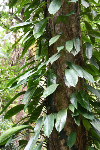Image of Rhaphidophora australasica by (c) Thomas Mesaglio, some rights reserved (CC BY)