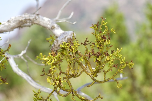 Image of Phoradendron hawksworthii by (c) Michelle W. （鍾偉瑋）, some rights reserved (CC BY)