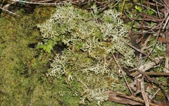 Pseudocyphellaria multifida