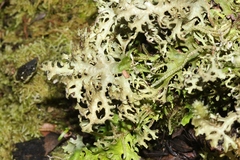 Pseudocyphellaria multifida