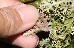 Pseudocyphellaria multifida