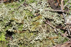 Pseudocyphellaria multifida