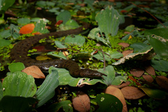 Tentacled Snake photo 4