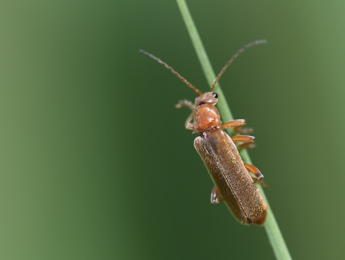 Cantharis cryptica, photo 3 of 10