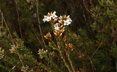 Epacris corymbiflora