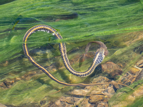 Aquatic Garter Snake, Stanislaus County, CA, USA, photo 9 of 10