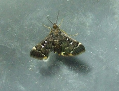 Piletocera signiferalis