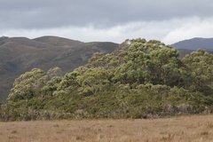 Eucalyptus nitida