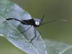 Acanthocephala latipes