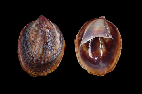 Crepidula convexa Say, 1822