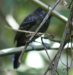 Thamnophilus bridgesi