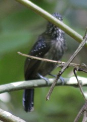 Thamnophilus bridgesi