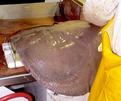 Tetronarce occidentalis
