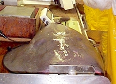 Tetronarce occidentalis