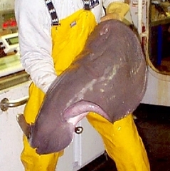 Tetronarce occidentalis