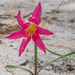Zephyranthes sylvatica - Photo (c) André Menegotto, some rights reserved (CC BY-NC), uploaded by André Menegotto