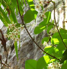 Hoya Australis (Hoya australis)