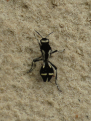 Traumatomutilla indica