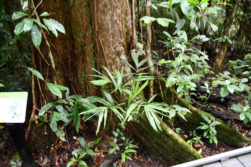 Image of Ristantia pachysperma by (c) Thomas Mesaglio, some rights reserved (CC BY)
