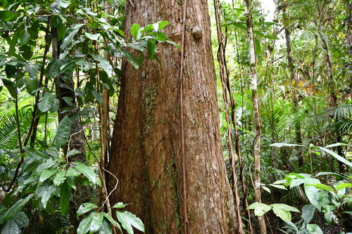 Image of Sour Hardwood (Ristantia pachysperma) by (c) Thomas Mesaglio, some rights reserved (CC BY)