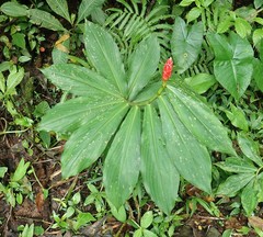 Costus pulverulentus