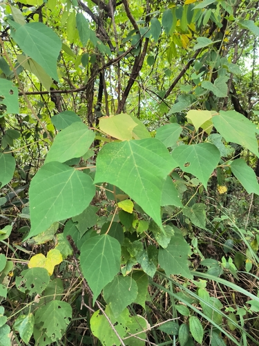 Mallotus paniculatus iNat (3)