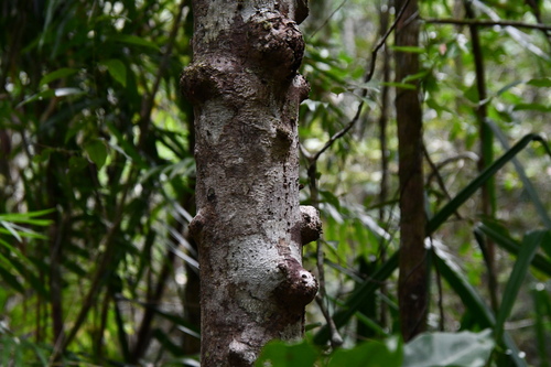 Image of Phaleria clerodendron by (c) Thomas Mesaglio, some rights reserved (CC BY)