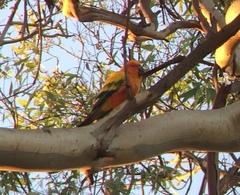 Aratinga solstitialis