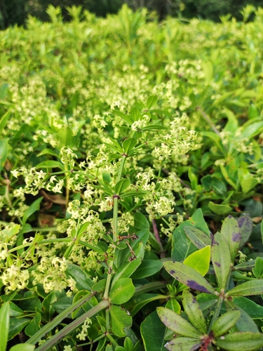 Broćac (Rubia peregrina)